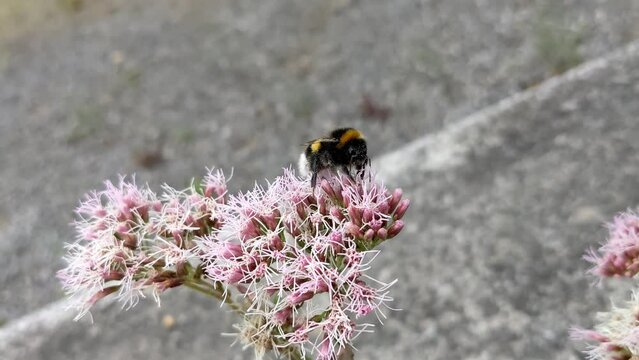 Eupatorium cannabinum, Commonly known as hemp-agrimony, or holy rope in bloom. Bumblebee on flowers of Eupatorium cannabinum