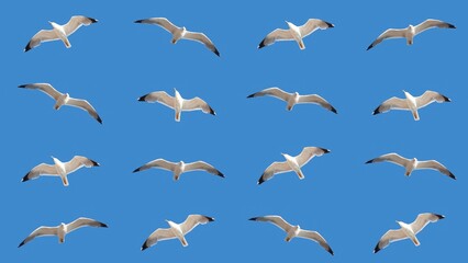 Pattern - flying seagulls on the blue sky