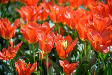Close up of red tulips during spring blooming