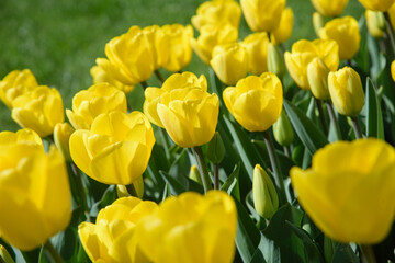 close up of yellow tulips during spring