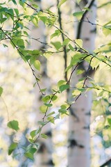 Natural background - a fragment of a birch tree, summer