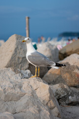 Vertical photo of Seagull siting on the rock, Piran, Slovenia