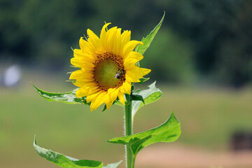 sunflowers in the wild