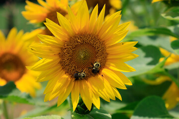 sunflowers in the wild