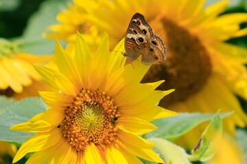 sunflowers in the wild