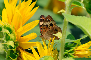 sunflowers in the wild