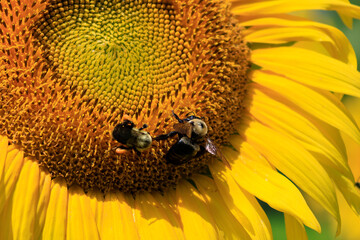 sunflowers in the wild