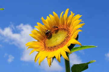 sunflowers in the wild