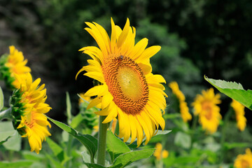 sunflowers in the wild