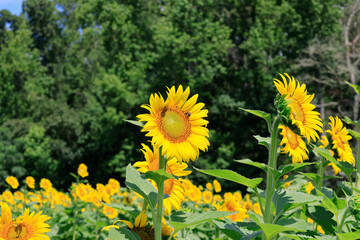 sunflowers in the wild