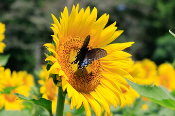 sunflowers in the wild