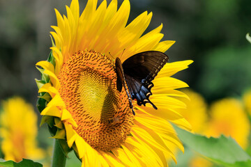 sunflowers in the wild