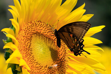 sunflowers in the wild