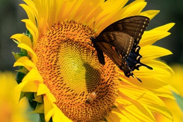 sunflowers in the wild