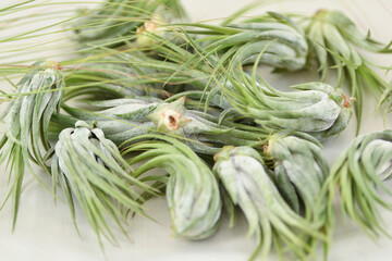 Green tillandsia air plants on a white background