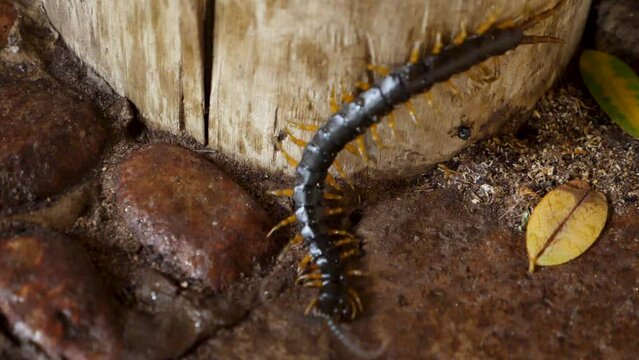 Scolopendra walking in the lodge in slow motion in Botswana, Africa. Wildlife watching.