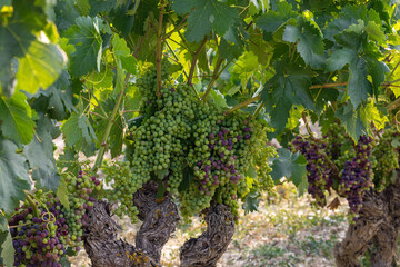 Vines beginning to ripen changing the colour of the grape berry from green to purple during the summer.