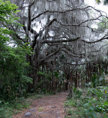 Hiking Beautiful Hammock Ecosystems of Florida. Old Florida Forest. 