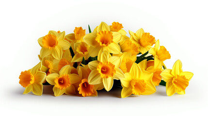 yellow daffodils on a white background close-up for your design. Generative Ai. 