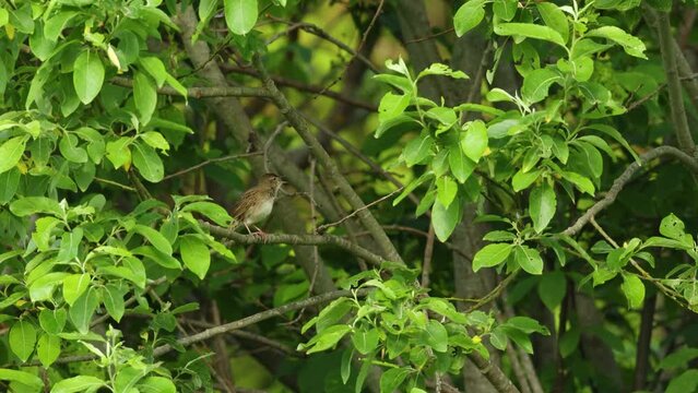 Common grasshopper warbler singing and flying away on a beautiful late spring morning in Estonia, Northern Europe