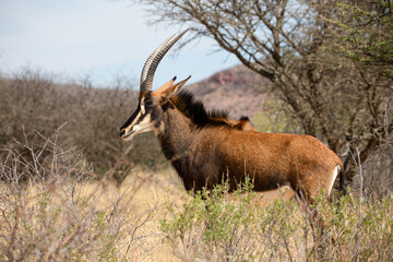 Naklejka na ściany i meble Sable antelope Kruger National Park