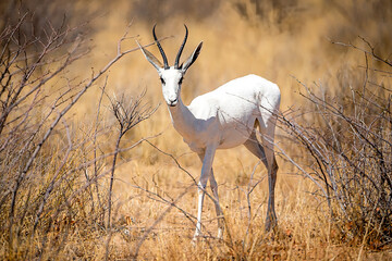 Very rare albino springbok, Etosha National Park, namibia-