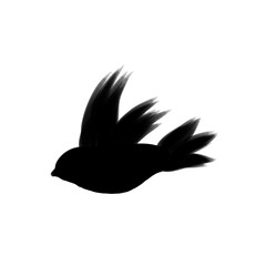 illustration of a black bird on a white background