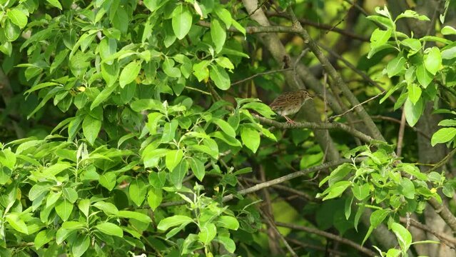 Common grasshopper warbler moving around and singing in a bush on a beautiful late spring morning in Estonia, Northern Europe	