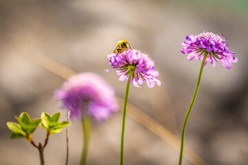 Happy yellow mountain bumblebee drinks nectar from beautiful turquoise flower in the afternoon. Lake Sorapis, Dolomites, Belluno, Italy, Europe.