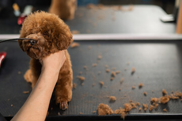 Woman trimming toy poodle with scissors in grooming salon. 