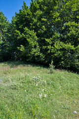 Obraz premium Landscape of Erul mountain near Kamenititsa peak, Bulgaria