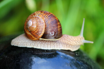 young vineyard snail into the bio garden