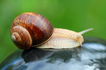 young vineyard snail into the bio garden