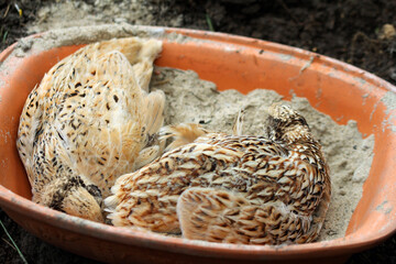 Quails in the sand bath