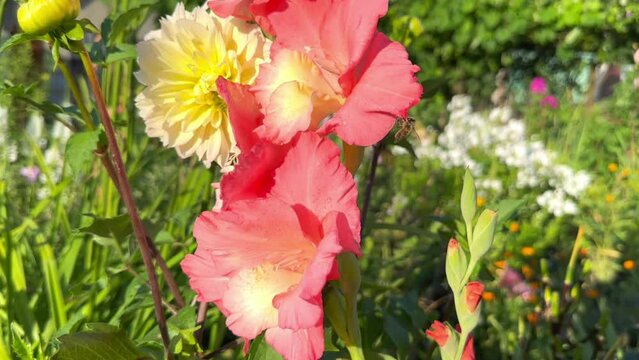 Slow motion of a bee flying over a beautiful pink gladiolus flower with morning dew drops on the petals growing among other flowers in a flower garden. Gladiolus in a flower garden on a sunny summer
