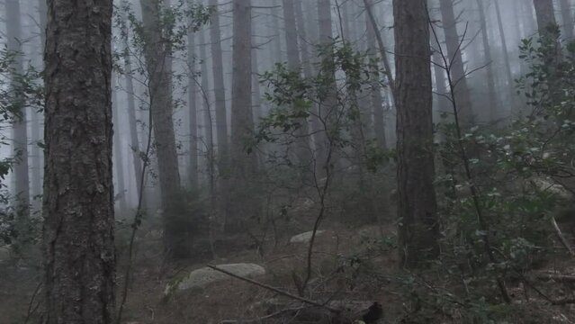 walking into a misty pine trees forest