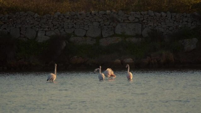 flamingo passing by some mates, swamp scenery