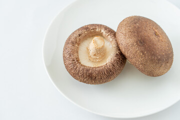 しいたけ shiitake mushroom