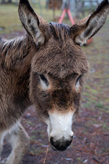 Donkey snow field ears close up