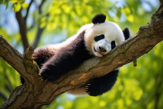 Panda Bear Sleeping on a Tree Branch, China Wildlife. Bifengxia nature reserve, Sichuan Province. Cute Lazy Baby Panda Sleeping in the Forest, Enjoying an afternoon nap with paws Hanging Down.