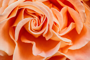 Rose in apricot, headergeeignet, Hintergrund, Gestaltung von Hochzeitskarten im Hintergrund, Rose - die Blume der Liebe
