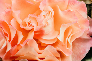 Rose in apricot, headergeeignet, Hintergrund, Gestaltung von Hochzeitskarten im Hintergrund, Rose - die Blume der Liebe