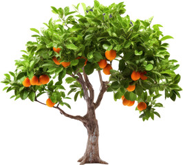 PNG Orange tree up close and isolated. orange tree with isolated background and leaves.