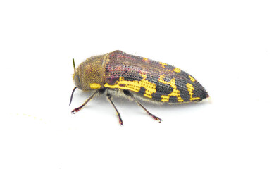 Flat headed Bald Cypress Sapwood borer Beetle - Acmaeodera pulchella - small yellow and black metallic insect with bee mimic qualities in color and pattern.  Isolated on white background side view