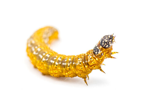 Omphalocera munroei - the Asimina pawpaw webworm moth caterpillar of the family Pyralidae larvae create a leaf shelter from within they feed. Isolated on white background Side head up view