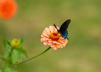 blue butterfly on a flower