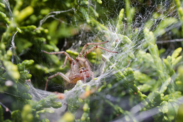 A close-up of a spider waiting for its prey in its web among the leaves.