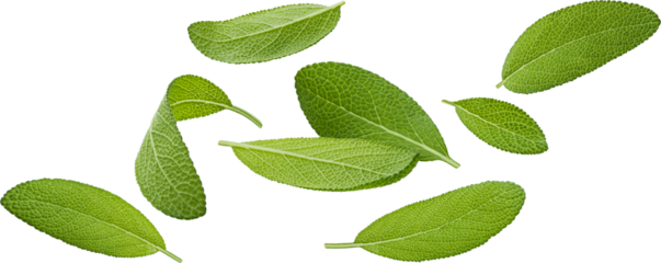Sage leaves isolated on white background with clipping path, salvia officinalis herb, full depth of field
