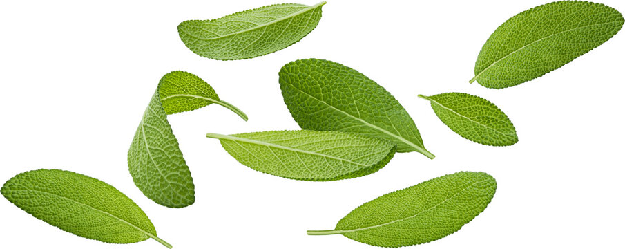 Sage leaves isolated on white background with clipping path, salvia officinalis herb, full depth of field