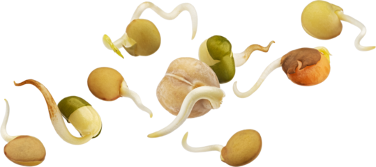 Sprouted beans, germinating lentil seeds, green mung and chickpeas isolated